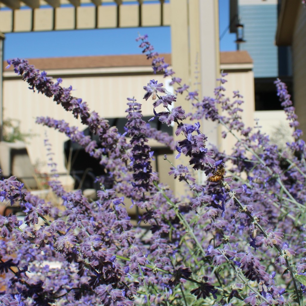 Close-up of flowers on a Russian sage plant in the foreground with a bee; part of a storage shed in the background.