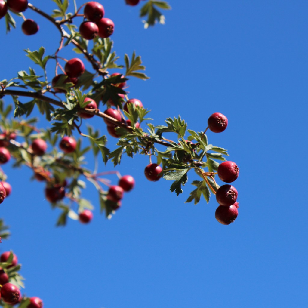 Red blooms on a Russian Hawthorne tree with blue sky in the background.